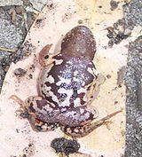 Haswell's Frog