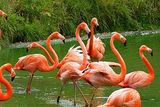 American Flamingo