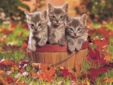 MY FRIENDS