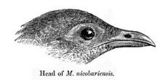 nicobar megapode