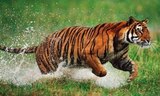 save wild life and forest
