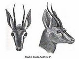 chinkara