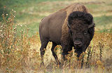 niobrara