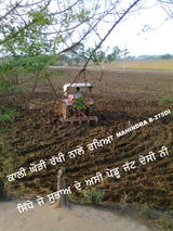 bassi