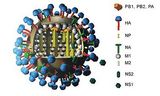 M2 proton channel