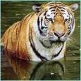Save Our Tiger Just 1411 Left
