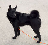 Black Norwegian Elkhound