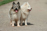 Elo (dog)