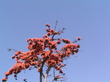 bhopal ki shaan