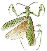 mantis