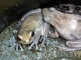 Desert Tree Frog