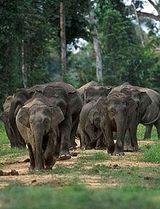 borneo