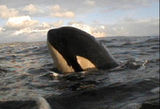 Springer (killer whale)