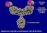 inflammatory bowel disease
