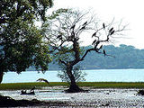 Salim Ali Bird Sanctuary
