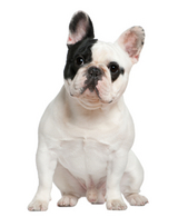 Pure and Sure kennel Dehradun 9410366909