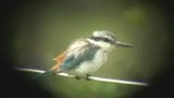 Red-backed Kingfisher