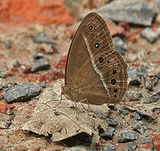 Mycalesis perseus