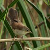 Black-capped Donacobius