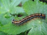 Lackey moth