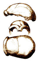neanderthal