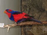 Eos (genus)
