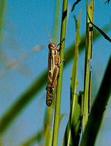 Kosher locust