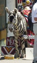 tijuana