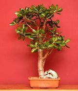 Indoor bonsai