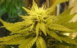 Types of Cannabis