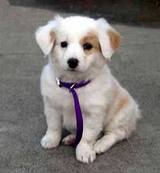 Puppy Care Tips