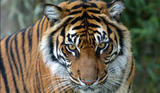 The Young Tiger