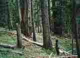 Save Forest