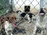 How to Get Government Grants For Animal Shelters