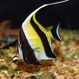 ORNAMENTAL FISH LOVER