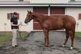 Horse Syndicate