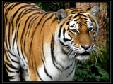 corbett national park