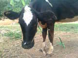 sabarees farm