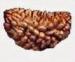 1 MUKHI RUDRAKSHA