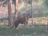 Marthandam