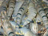 SEAFOOD AVAILABLE