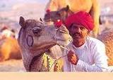 Experience  the Desert Safari in  Rajasthan