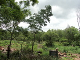 Green Life