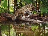 Rejuvenate Yourself with Wildlife Tours