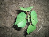 cotton