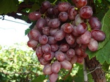 www.gauriagroexports.com