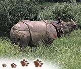 Kaziranga Wildlife Tours with indiatouritinerary com