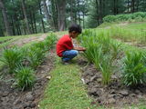 jammu & kashmir Medicinal Plants Introduction Centre