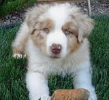Puppy Care Tips Puppy For Sale Puppies Training