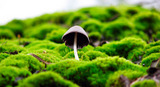 magic - Magic mushrooms